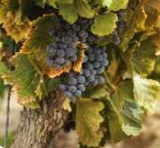 Uva de los viñedos de Ortalli